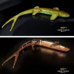 Zander V2 10″ (25cm)